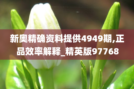 新奥精确资料提供4949期,正品效率解释_精英版97768