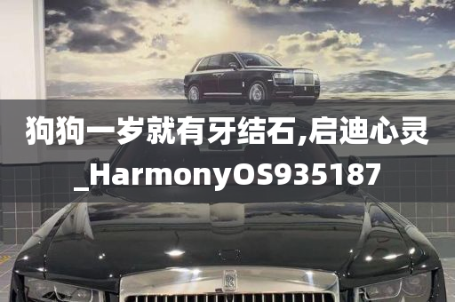 狗狗一岁就有牙结石,启迪心灵_HarmonyOS935187